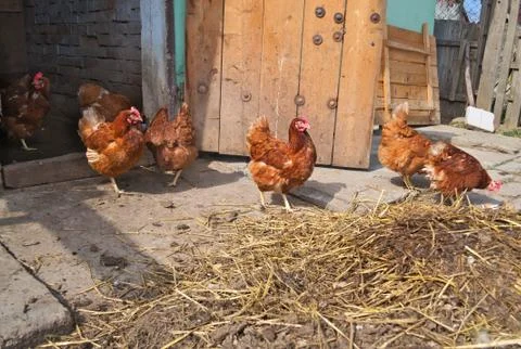 Ginger chickens having fun Stock Photos