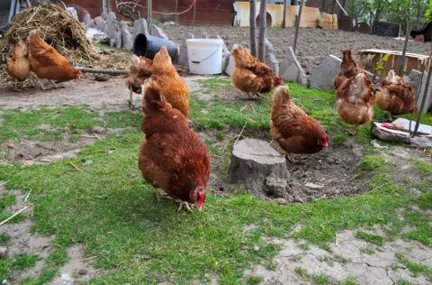 Ginger chickens having fun Stock Photos
