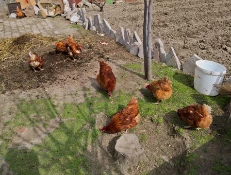 Ginger chickens having fun Stock Photos
