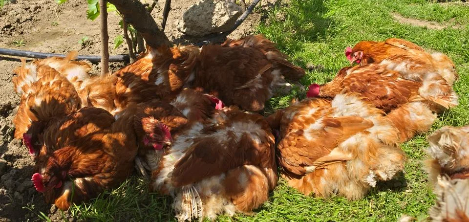 Ginger chickens having fun on spring sun Stock Photos