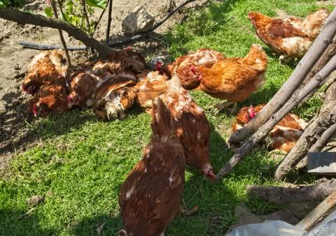 Ginger chickens having fun on spring sun Stock Photos
