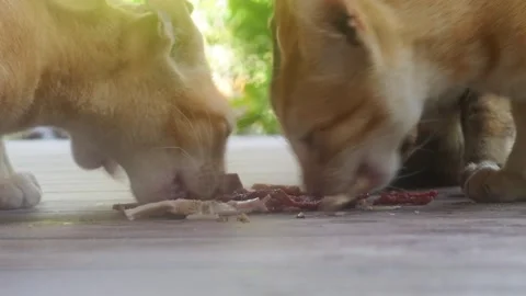 Ginger Coloured Kittens And their Mother, Eating Together Stock Footage 295034280