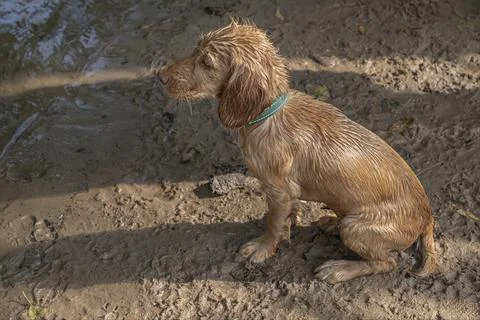 Ginger coloured working cocker spaniel puppy with wet fur Stock Photos
