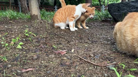 Ginger Community Cats Head Bunting Outdoors After Rain 스톡 동영상 342516196