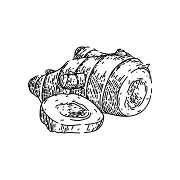 Ginger cut root sketch hand drawn vector Stock Illustration