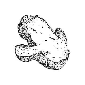 Ginger cut slice sketch hand drawn vector Stock Illustration