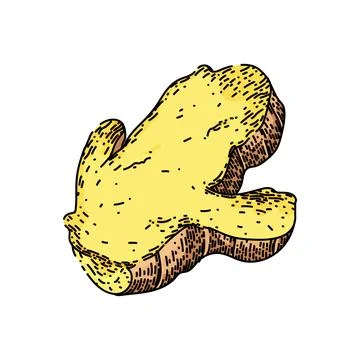 Ginger cut slice sketch hand drawn vector Stock Illustration