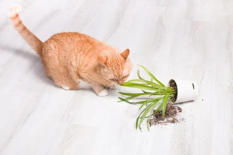Ginger cute fluffy cat sniffs a fallen green plant in a pot, light wooden flo Stock Photos