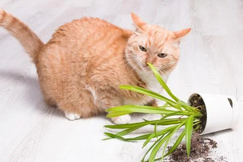 Ginger cute fluffy cat sniffs a fallen green plant in a pot, light wooden flo Stock Photos