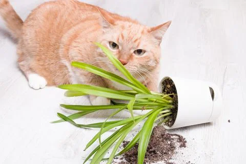 Ginger cute fluffy cat sniffs a fallen green plant in a pot, light wooden flo Stock Photos