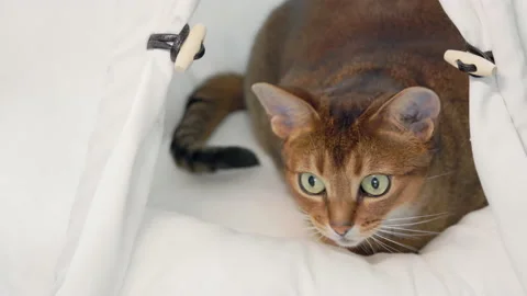 Ginger cute funny cat sitting playing looking Stock-Footage 212762376