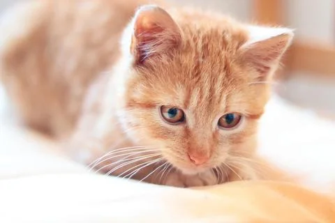 Ginger cute kitten lying on pillow, close up view Stock Photos