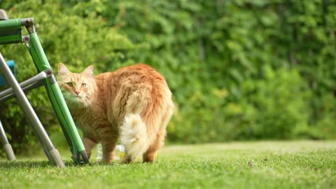 Ginger cute kitten walk on the grass in Village Stock Footage 340670579