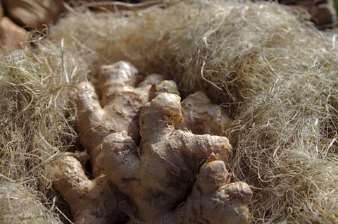 Ginger in decoration wool in the garden Stock Photos