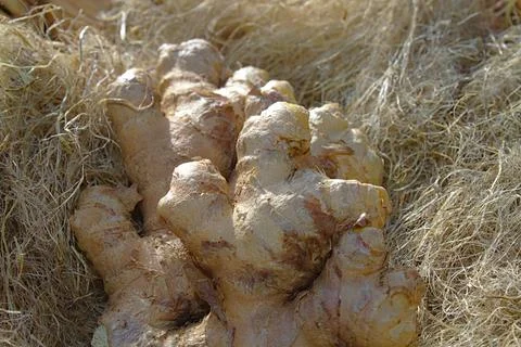 Ginger in decoration wool Stock Photos