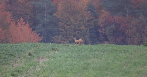 Ginger Deer Escape, 4K slomo Stock Footage 166230860