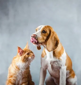 Ginger dog and cat Stock Photos