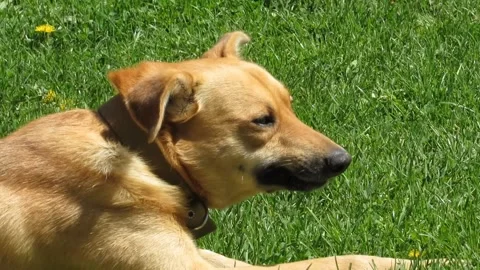 The ginger dog is chewing a bone Video stock 307835150