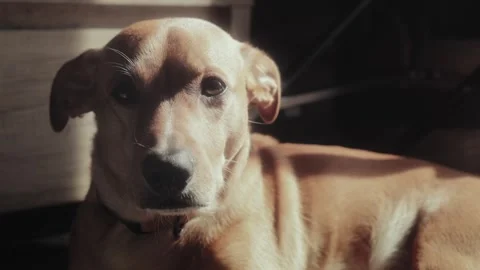 Ginger dog looking straight Stock Footage 252044517