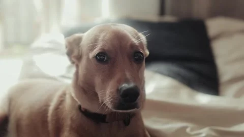 Ginger dog looking straight Stock Footage 252044553