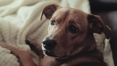 Ginger dog lying in a beige blanket Stock Footage 252044540