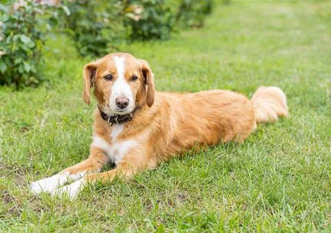 Ginger dog Foto stock
