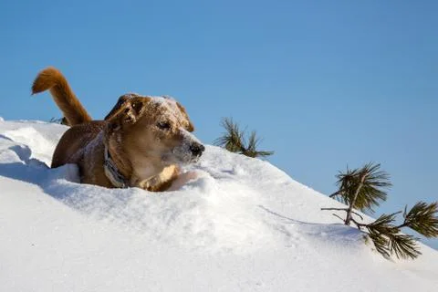 Ginger dog in the snow Stock Photos