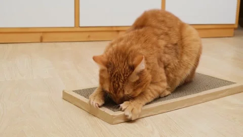 Ginger domestic cat sharpens its claws on a cardboard scratching post.  Stock Footage 293004034