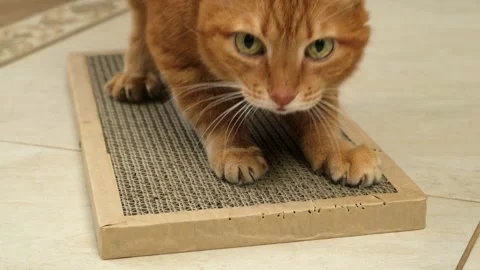 Ginger domestic cat sharpens its claws on a cardboard scratching post Stock Footage 293126046