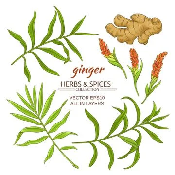 Ginger elements set Illustrazione stock