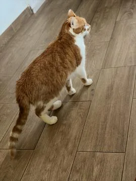 Ginger Explorer Stock Photos