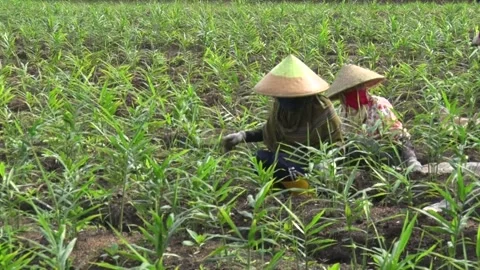 Ginger farmers 動画素材 244903942