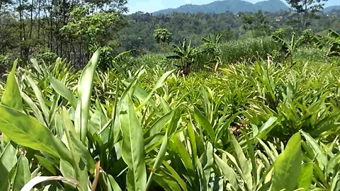 Ginger field at the mountain Stock Footage 120592719