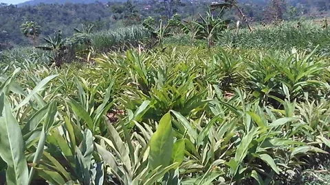 Ginger field on the mountain at the morning Stock Footage 120670565