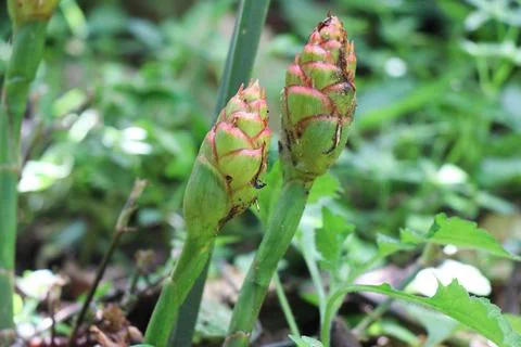 Ginger flower bud close up view, Zingiber zerumbet flowers isolated on nature Stock Photos