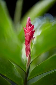 Ginger Flower Close-Up Foto stock