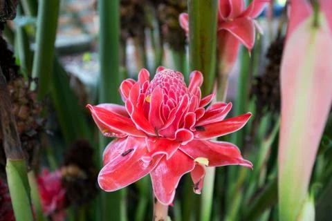 Ginger flower close-up Stock Photos