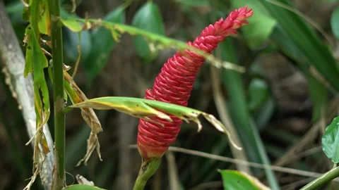 Ginger flower in a garden close up. Stockbeeldmateriaal 320816726