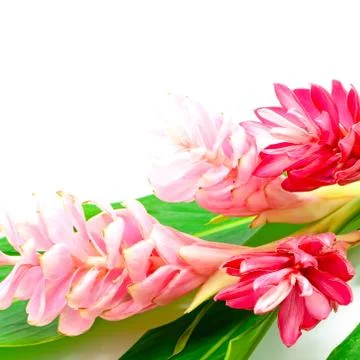 Ginger flower Stock Photos