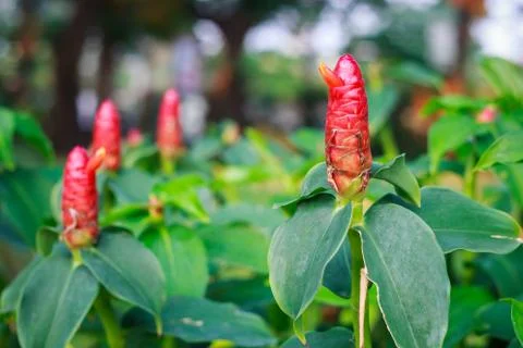 Ginger flower Stock Photos
