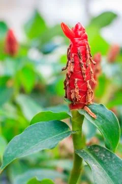 Ginger flower Stock Photos