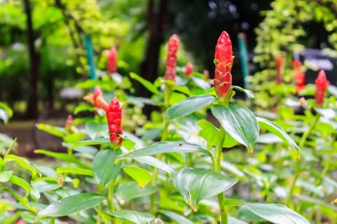 Ginger flower Stock Photos