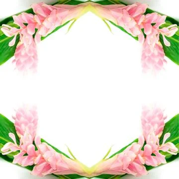 Ginger flower Stock Photos