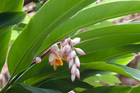Ginger flower Stock Photos