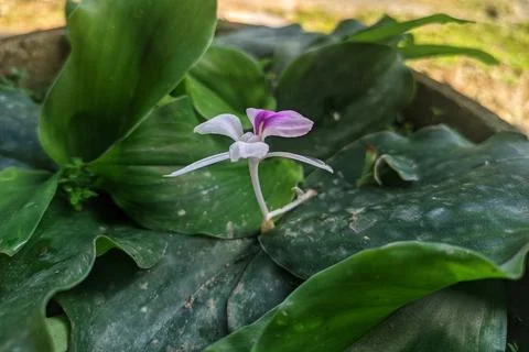 Ginger flower Stock Photos