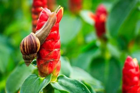 Ginger flower with snail Stock Photos