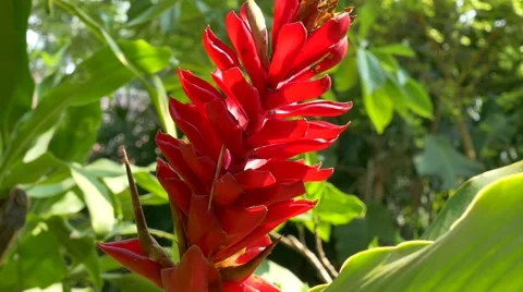 Ginger Flower, Thailand Stock Footage 50448671