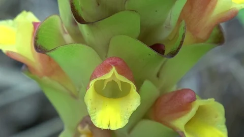 Ginger flowering, Cambodia Vidéo 121608719