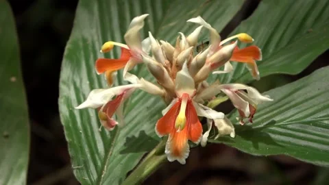 Ginger flowering, Malaysia Stock Footage 134857378