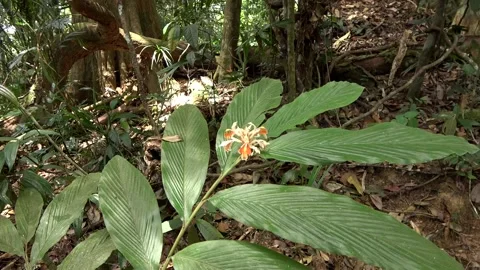 Ginger flowering, Malaysia Stock Footage 134857386